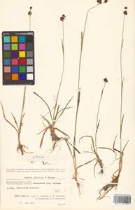 Luzula multiflora subsp. sibirica V. I. Krecz., Siberia, Chukotka & Kamchatka (S7) (Russia)