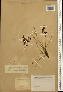 Astragalus somcheticus C. Koch, Caucasus (no precise locality) (K0)