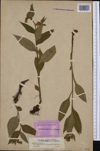 Symphytum tuberosum L., Western Europe (EUR) (France)