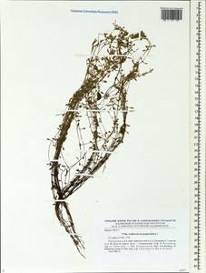 Callitriche hermaphroditica L., Siberia, Central Siberia (S3) (Russia)