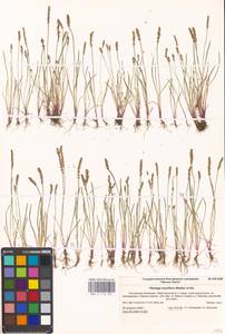 Plantago tenuiflora Waldst. & Kit., Eastern Europe, Lower Volga region (E9) (Russia)