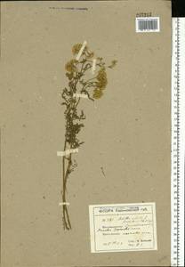 Achillea nobilis L., Eastern Europe, North Ukrainian region (E11) (Ukraine)