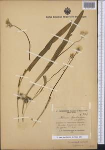 Allium paradoxum (M.Bieb.) G.Don, Middle Asia, Kopet Dag, Badkhyz, Small & Great Balkhan (M1) (Turkmenistan)