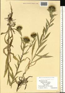 Carlina biebersteinii subsp. brevibracteata (Andrae) K. Werner, Eastern Europe, Northern region (E1) (Russia)