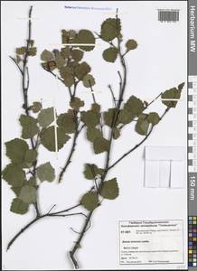 Betula pubescens var. pumila (Zanoni ex Murray) Govaerts, Siberia, Central Siberia (S3) (Russia)