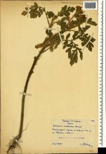 Solanum angustifolium Houst. ex Mill., Crimea (KRYM) (Russia)