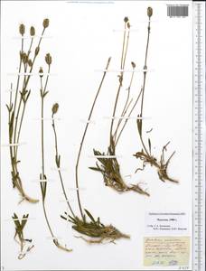 Silene uralensis subsp. porsildii Bocquet, Siberia, Chukotka & Kamchatka (S7) (Russia)