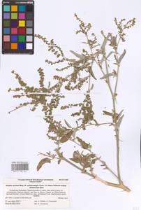 Atriplex aucheri Moq., Eastern Europe, Lower Volga region (E9) (Russia)