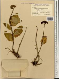 Hylotelephium maximum subsp. ruprechtii (Jalas) Dostál, Caucasus, North Ossetia, Ingushetia & Chechnya (K1c) (Russia)