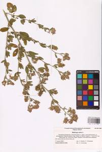 Medicago sativa L., Eastern Europe, Lower Volga region (E9) (Russia)