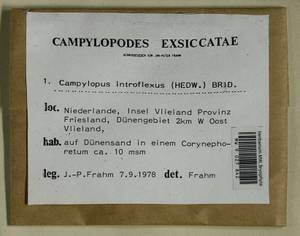 Campylopus introflexus (Hedw.) Brid., Bryophytes, Bryophytes - Western Europe (BEu) (Netherlands)