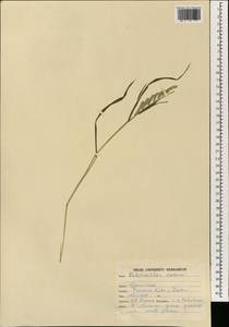 Echinochloa colona (L.) Link, South Asia, South Asia (Asia outside ex-Soviet states and Mongolia) (ASIA) (India)