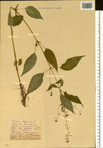 Circaea lutetiana L., Eastern Europe, Moscow region (E4a) (Russia)