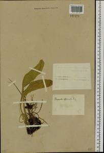 Primula veris subsp. macrocalyx (Bunge) Lüdi, Siberia, Altai & Sayany Mountains (S2) (Russia)