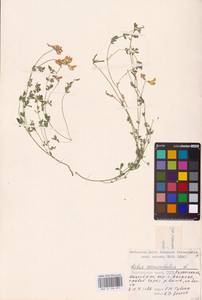 Lotus corniculatus L., Eastern Europe, Central region (E4) (Russia)