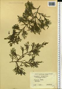 Juniperus virginiana L., Eastern Europe, South Ukrainian region (E12) (Ukraine)