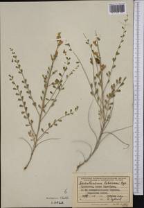 Sophora lehmannii (Bunge) Yakovlev, Middle Asia, Karakum (M6) (Turkmenistan)