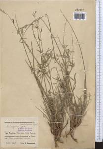 Astragalus marguzaricus Lipsky, Middle Asia, Pamir & Pamiro-Alai (M2) (Uzbekistan)