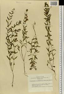 Scutellaria scordiifolia Fisch. ex Schrank, Siberia, Altai & Sayany Mountains (S2) (Russia)