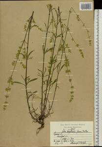 Silene borysthenica (Gruner) Walters, Eastern Europe, Central region (E4) (Russia)
