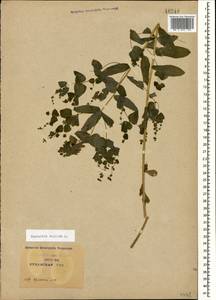 Euphorbia stricta L., Caucasus, Krasnodar Krai & Adygea (K1a) (Russia)