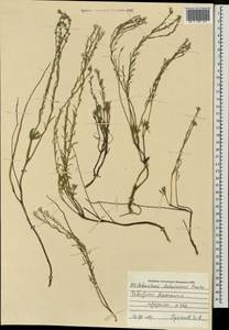 Stevenia dahurica (Peschkova) D. A. German & Al-Shehbaz, Mongolia (MONG) (Mongolia)