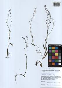 Myosotis imitata Serg., Siberia, Altai & Sayany Mountains (S2) (Russia)