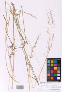 Arrhenatherum elatius (L.) P.Beauv. ex J.Presl & C.Presl, Eastern Europe, North-Western region (E2) (Russia)