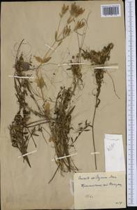 Cuscuta epithymum (L.) L., Western Europe (EUR) (Romania)