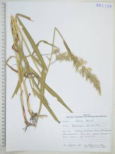 Spodiopogon sibiricus Trin., Siberia, Russian Far East (S6) (Russia)