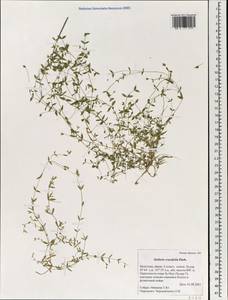 Stellaria crassifolia Ehrh., Mongolia (MONG) (Mongolia)