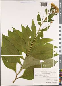 Senecio propinquus Schischk., Caucasus, Stavropol Krai, Karachay-Cherkessia & Kabardino-Balkaria (K1b) (Russia)