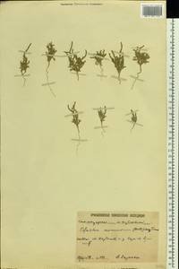 Ofaiston monandrum (Pall.) Moq., Eastern Europe, Lower Volga region (E9) (Russia)