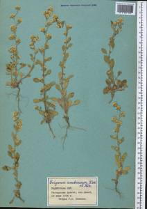 Neobrachyactis roylei (DC.) Brouillet, Middle Asia, Pamir & Pamiro-Alai (M2) (Tajikistan)