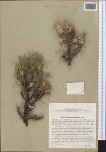 Astragalus turkmenorum (A. Boriss.) A. Boriss., Middle Asia, Kopet Dag, Badkhyz, Small & Great Balkhan (M1) (Turkmenistan)