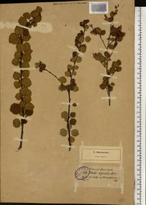 Betula pubescens Ehrh., Eastern Europe, North-Western region (E2) (Russia)