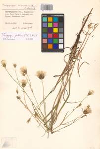 Tragopogon podolicus Besser ex DC., Eastern Europe, Lower Volga region (E9) (Russia)