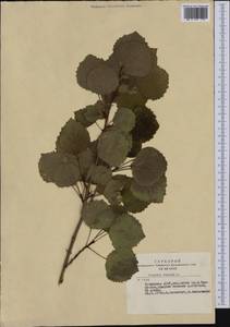 Populus tremula L., Siberia, Altai & Sayany Mountains (S2) (Russia)