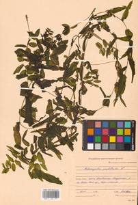 Potamogeton perfoliatus L., Siberia, Russian Far East (S6) (Russia)