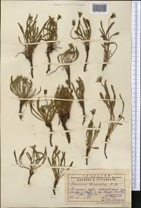 Taraxacum brevirostre Hand.-Mazz., Middle Asia, Pamir & Pamiro-Alai (M2) (Uzbekistan)