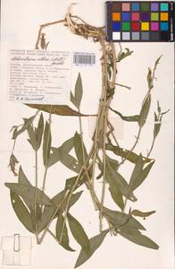 Silene latifolia subsp. alba (Mill.) Greuter & Burdet, Eastern Europe, Lower Volga region (E9) (Russia)