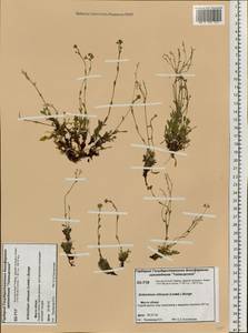 Eritrichium villosum (Ledeb.) Bunge, Siberia, Central Siberia (S3) (Russia)