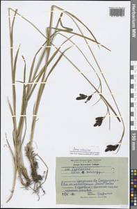 Carex aterrima Hoppe, Siberia, Baikal & Transbaikal region (S4) (Russia)