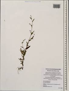 Persicaria minor (Huds.) Opiz, Eastern Europe, North-Western region (E2) (Russia)