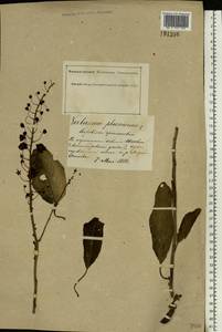 Verbascum phoeniceum L., Eastern Europe, South Ukrainian region (E12) (Ukraine)