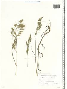 Bromus commutatus Schrad., Eastern Europe, Moscow region (E4a) (Russia)