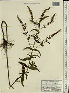 Mentha spicata L., Eastern Europe, Central forest-and-steppe region (E6) (Russia)