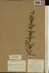 Gratiola officinalis L., Eastern Europe, South Ukrainian region (E12) (Ukraine)