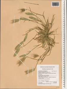 Hordeum murinum subsp. leporinum (Link) Arcang., South Asia, South Asia (Asia outside ex-Soviet states and Mongolia) (ASIA) (Cyprus)