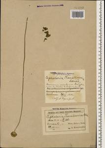 Cephalaria transsylvanica (L.) Schrad. ex Roem. & Schult., Caucasus, Azerbaijan (K6) (Azerbaijan)